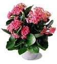 �zel Kalonsoe 20 cm uzunluk