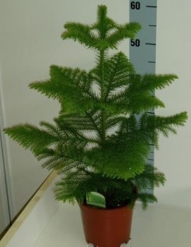 Salon �am� Araucaria Heterophylla bitkisi Ankara �i�ek g�nderme