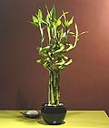 Ankara �i�ek g�nder firmas� �ahane �r�n�m�z Lucky Bamboo �ans mele�i �i�e�i bambu �i�e�i