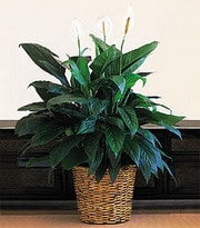 Ankara �i�ek sipari�i g�nderme firmam�zdan size �zel Spathiphyllum saks� �i�e�i i� mekan bitkileri s�s bitkisi