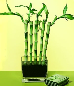 Ankara �i�ek�ilik g�rsel �i�ek modeli firmam�zdan Lucky Bamboo �ans mele�i �i�e�i bambu �i�e�i