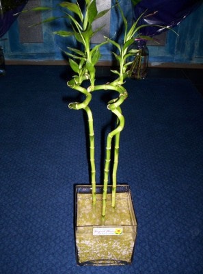Ankara �i�ek g�nder firmam�zdan g�rsel �r�n Lucky Bamboo �ans mele�i �i�e�i bambu �i�e�i