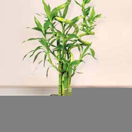 14 �ubat sevgililer g�n� firmam�zdan Lucky Bamboo �ans mele�i �i�e�i bambu �i�e�i
