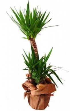 2 li yucca saks� �i�e�i Ankara �i�ek ma�azas� , �i�ek�i adresleri