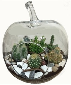 Terrarium tanzim elma camda 5 kakt�s Ankara �i�ek sipari�i sitesi
