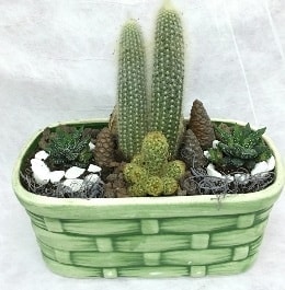 Seramik i�erisinde 5 kakt�sl� terrarium Ankara �i�ek g�nderme sitemiz g�venlidir