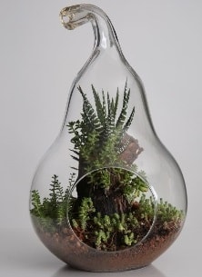 Armut cam k���k boy terrarium 1 kakt�s Ankara �i�ek servisi , �i�ek�i adresleri