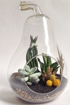 Orta boy armut 5 kakt�s terrarium Ankara ucuz �i�ek g�nder