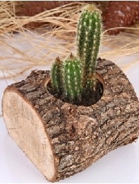K�t�k i�erisinde 3 kakt�s terrarium Ankara �i�ek�i ma�azas�