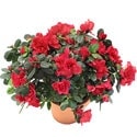 Ankara de farkl� bir �i�ek firmas� �r�n� A�elya saks� �i�e�i i� mekan bitkileri s�s bitkisi